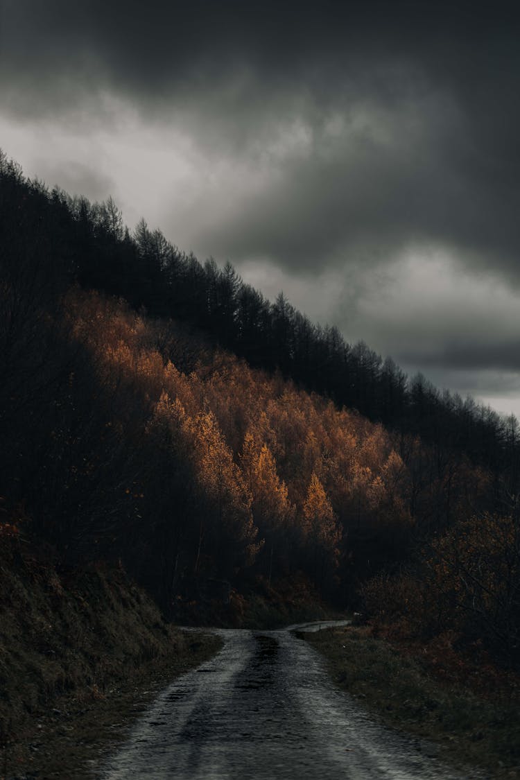 An Off Road Towards The Mountain Forest