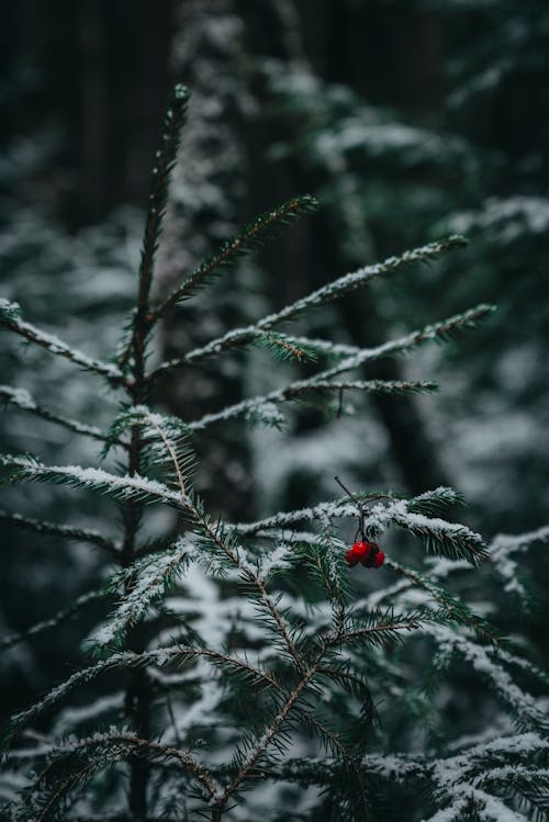 Foto profissional grátis de árvore, coberto de neve, conífera