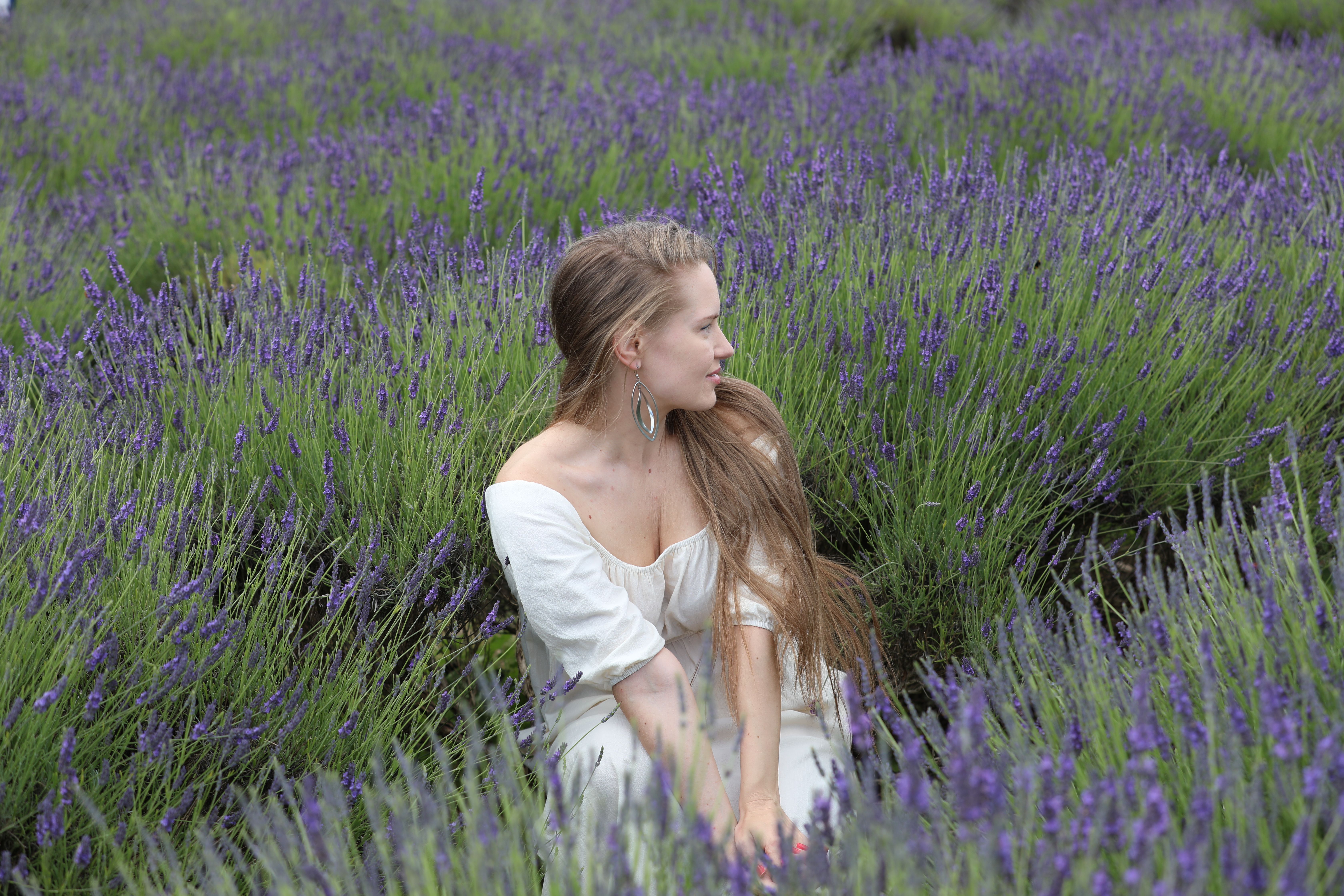 Cotswold Lavender, Snowshill
