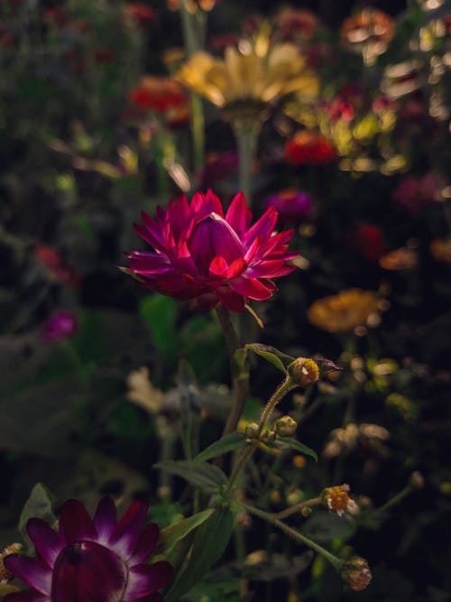 Pink Flower in Bloom