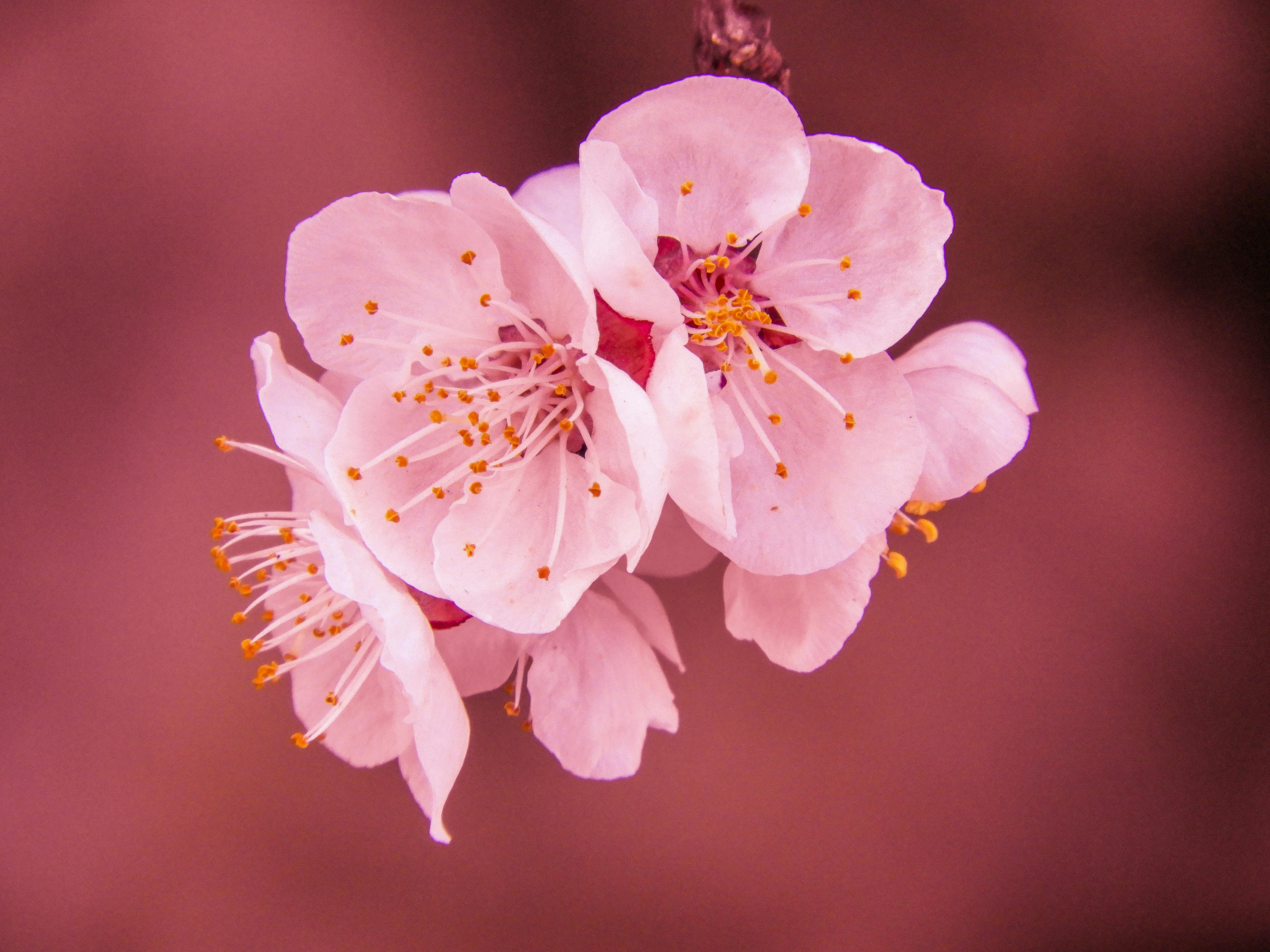 cherry blossom flower