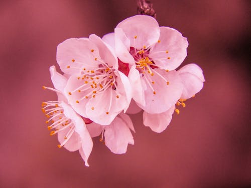Selective Focus Photography of Pink Cherry Blossom Flower