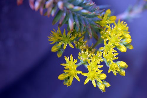 Yellow Succulent Flowers Selective-focus Photography