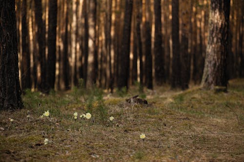 Foto stok gratis alam, di luar rumah, hutan