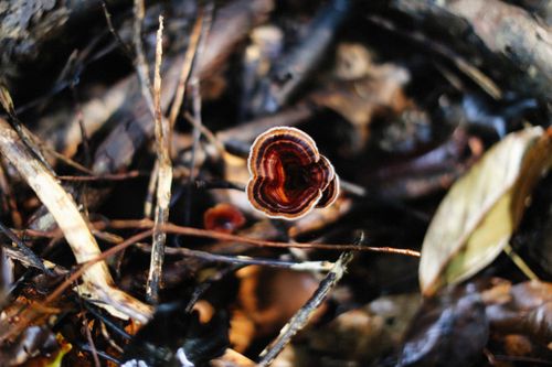 Free Detailed view of a microporus mushroom on forest floor, showcasing its unique patterns. Stock Photo