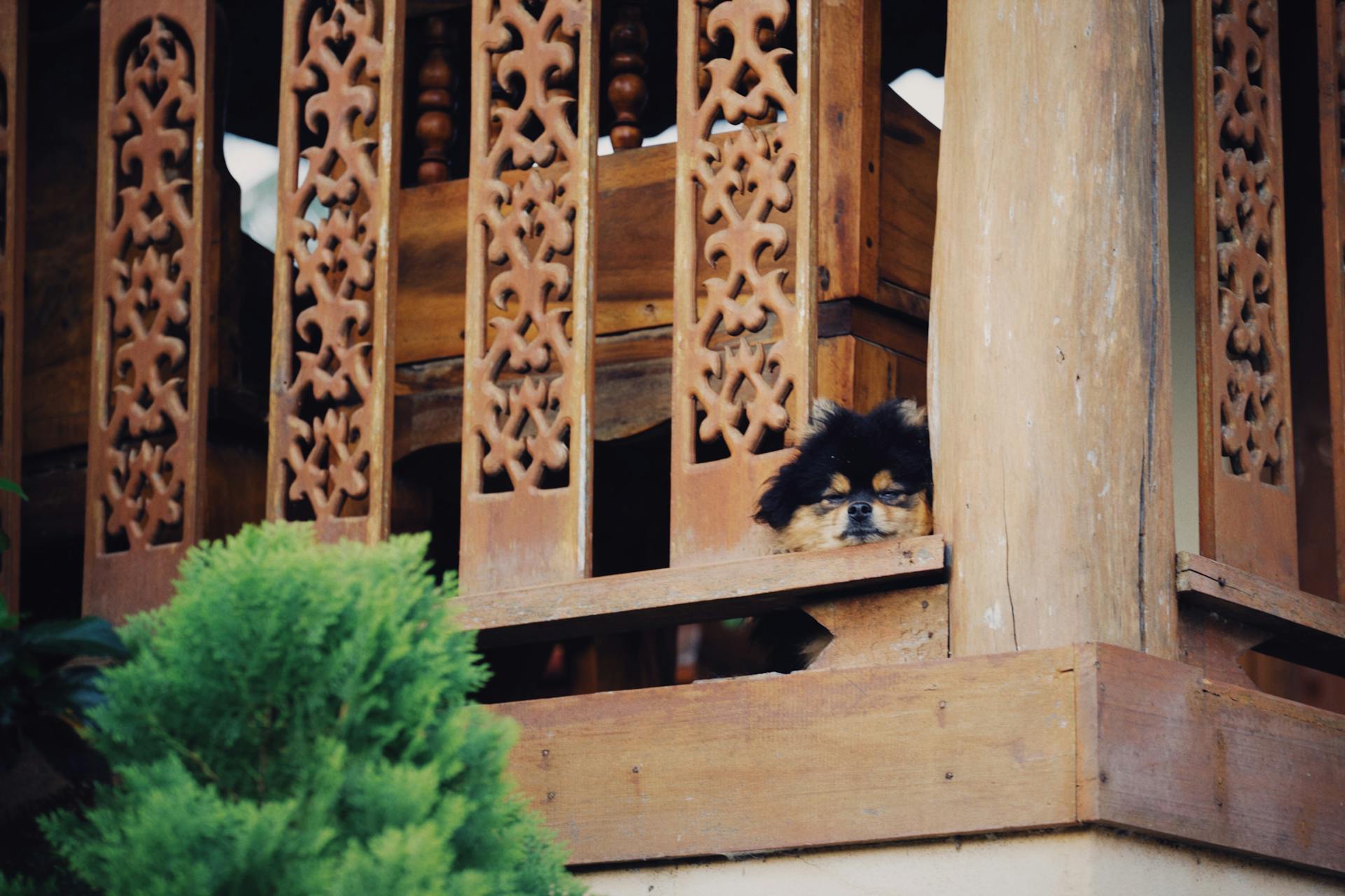 Photo of a Black and Brown Pomeranian