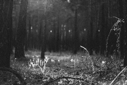 Základová fotografie zdarma na téma černobílý, jednobarevný, kvést