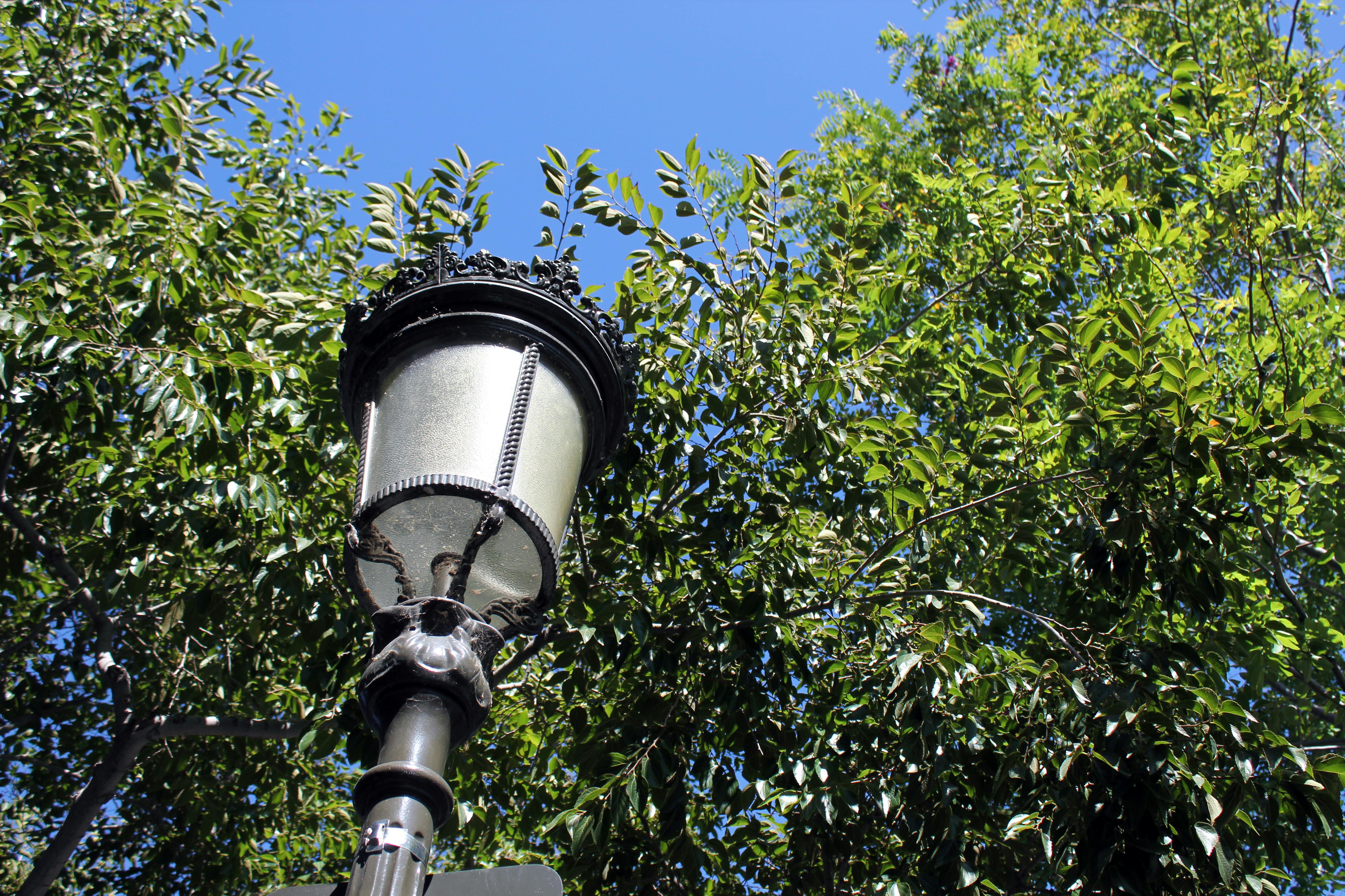 Free stock photo of foilage, lamp post