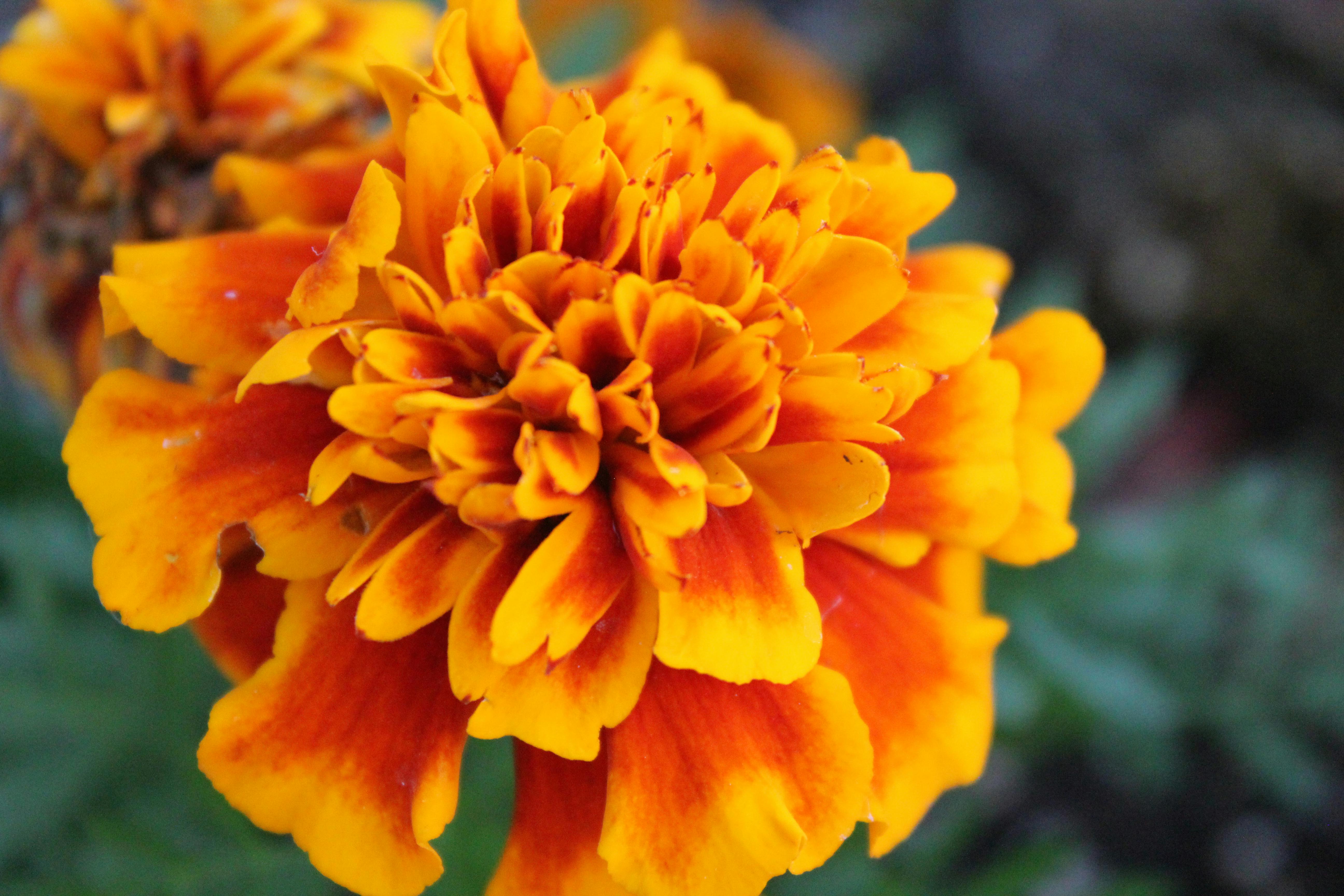Close-Up Photography of Marigold Flower \u00b7 Free Stock Photo