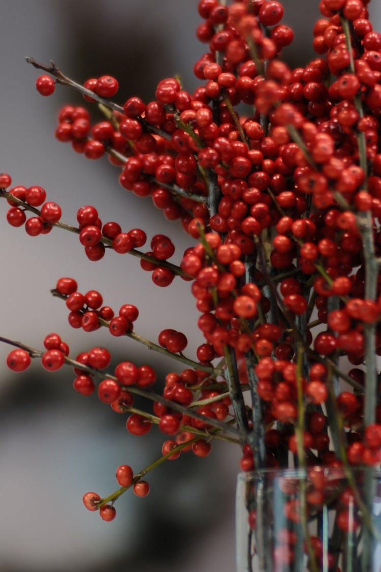 Fruit On Plant