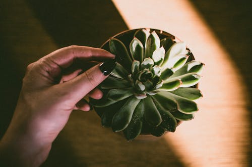 Closeup Photo of Brown Potted Green Plant