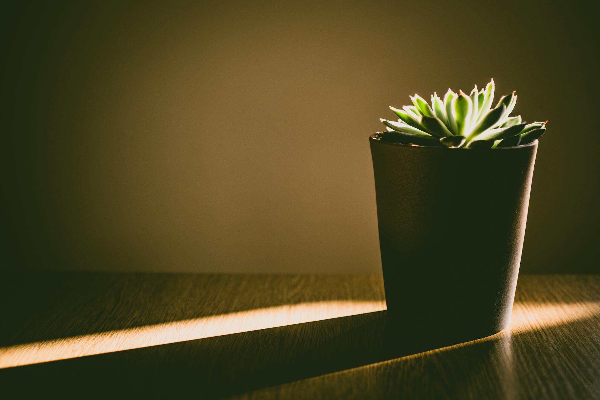 A minimalist succulent plant in a dark pot highlighted by warm sunlight indoors.