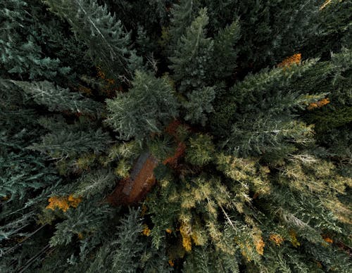 Free Aerial View of the Forest  Stock Photo