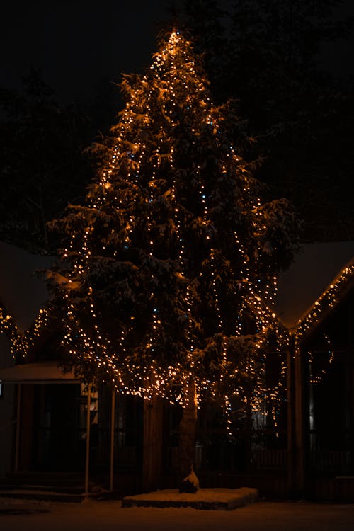 Green Christmas Tree With String Lights during Night Time