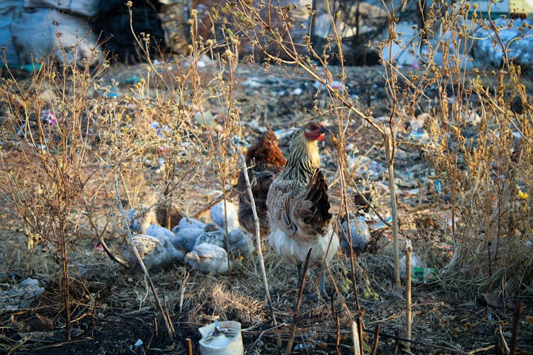 Chickens And Hens On Farm