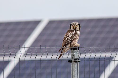 Free Brown Owl Perched on Gray Metal Fence Stock Photo