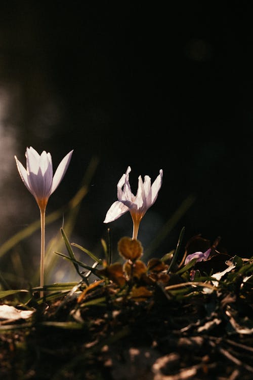 Purple Crocus Flowers in Bloom