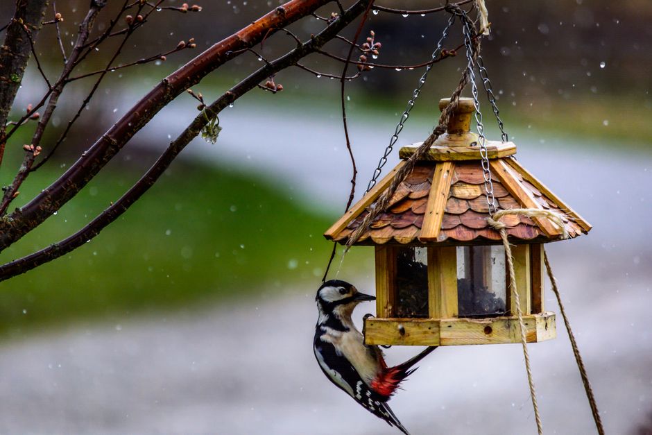 Great spotted woodpecker feeding from a rustic bird feeder in a serene outdoor setting.