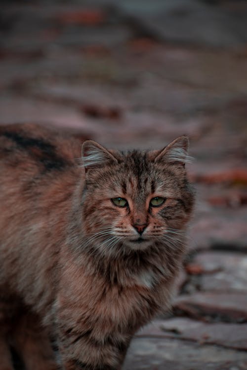 Foto d'estoc gratuïta de adorable, animal domèstic, bufó