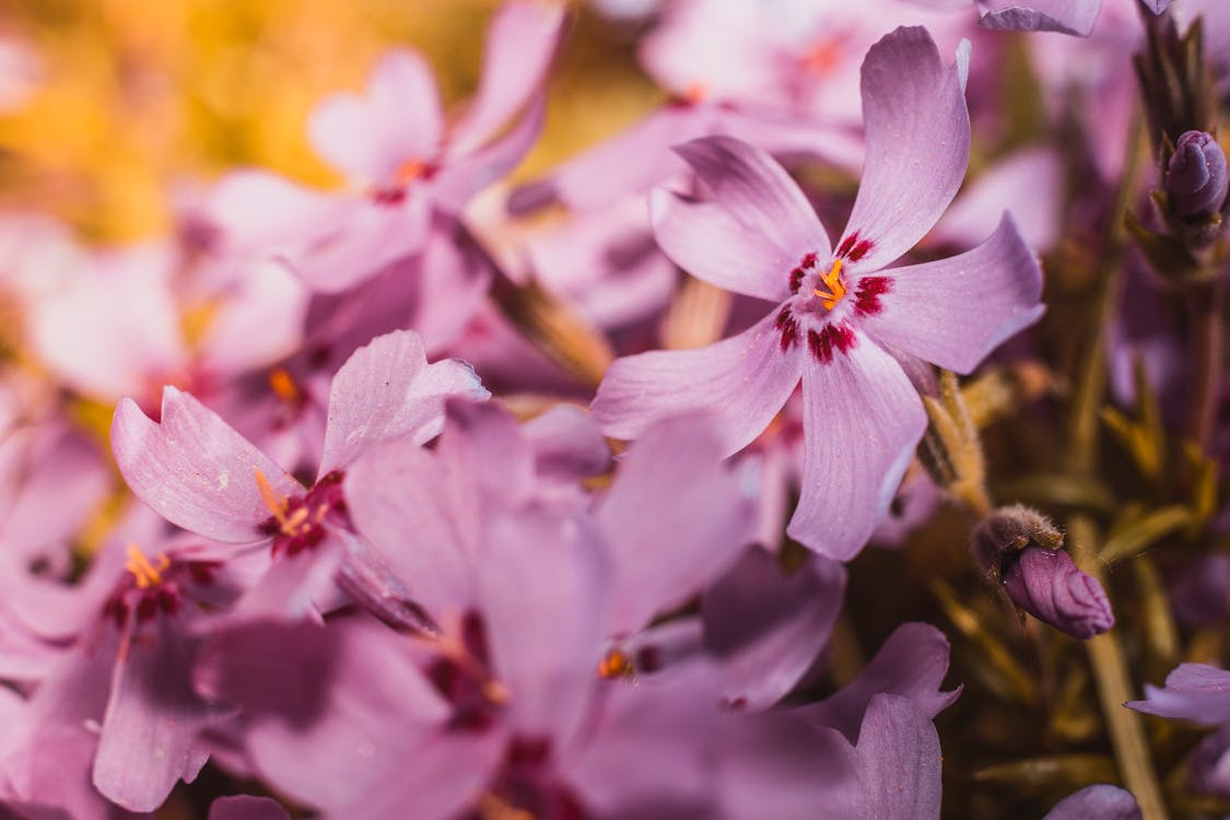Closeup Photography of Pink Phlox Flowers