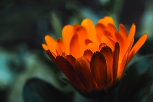 オレンジ色の花のクローズアップ写真