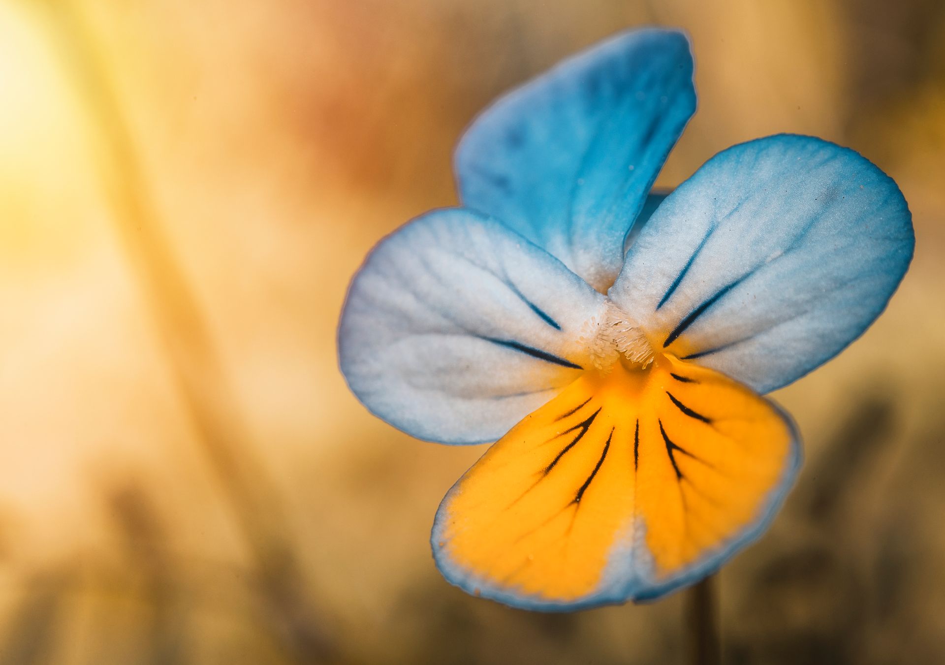 A vivid close-up shot of a pansy flower with striking blue and orange petals in a warm summer setting.