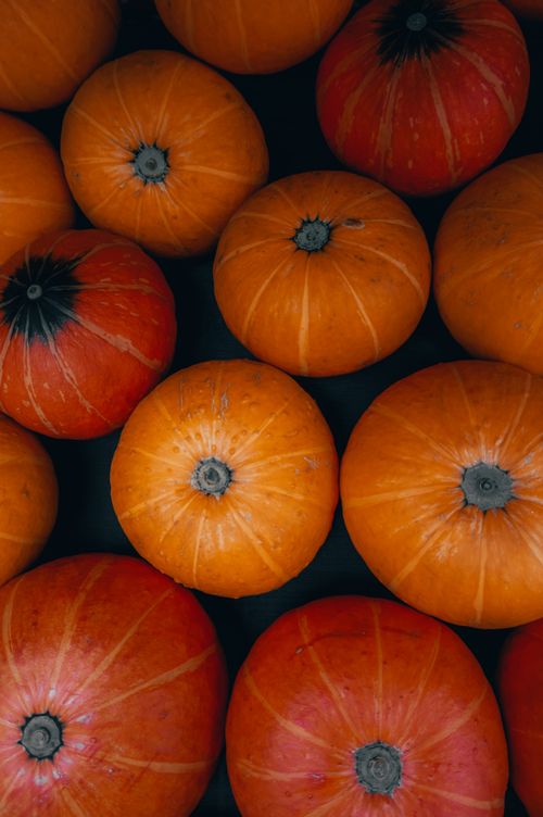 Free A close-up of vivid orange pumpkins arranged in a pleasing pattern, captured from above. Stock Photo