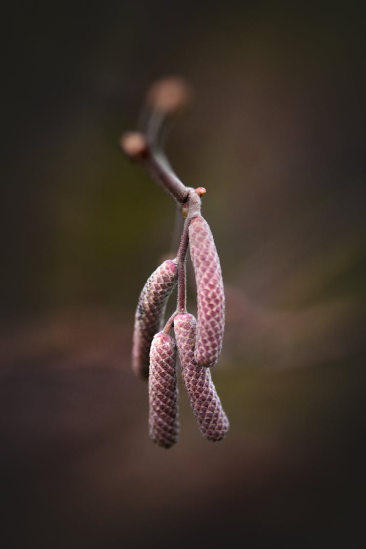 Close-up Of Tree Buds On Blur Background