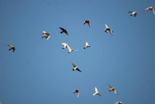 Gratis lagerfoto af duer, duer liv, fugle til flyvning