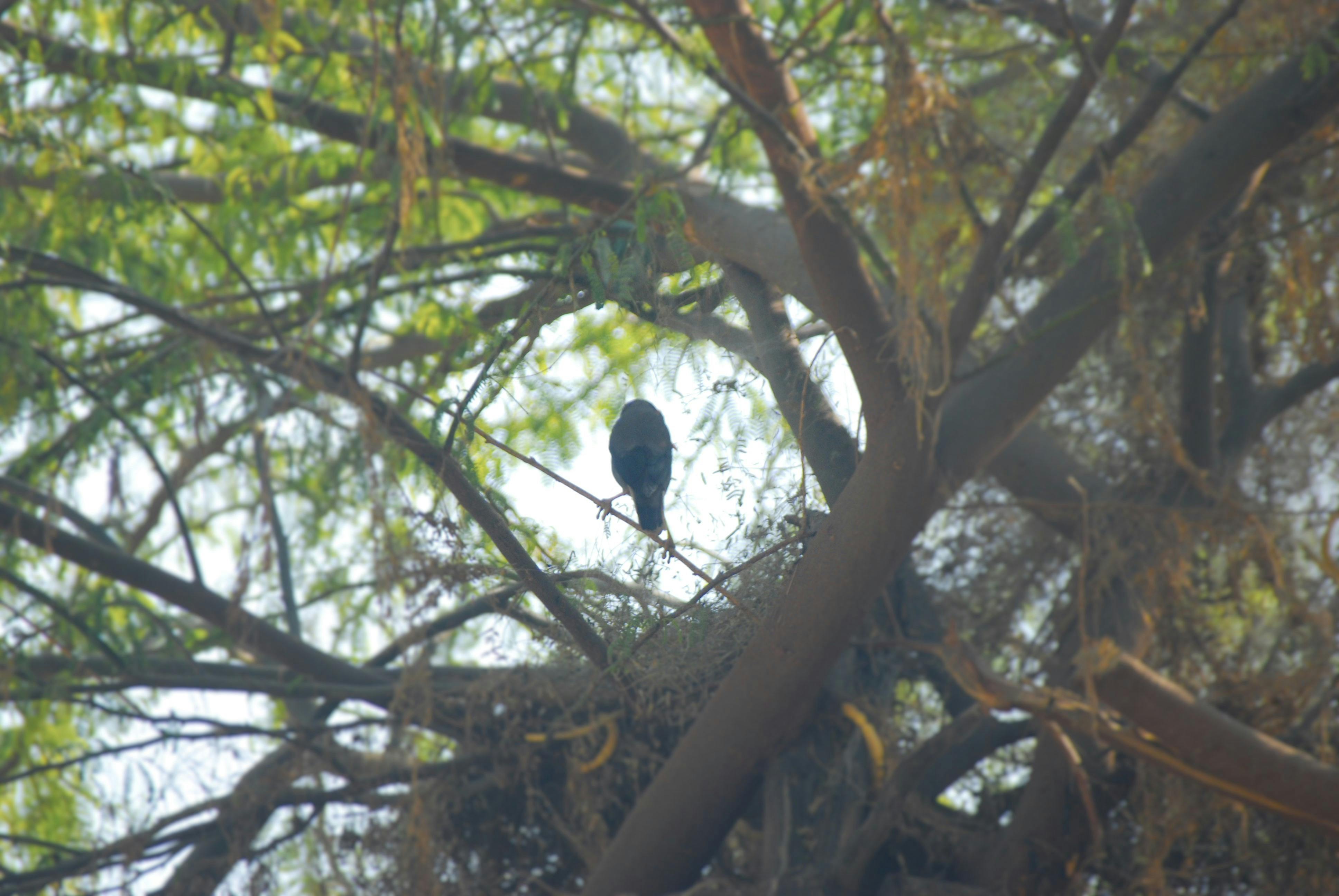 Free stock photo of bird, wildlife, Alone bird