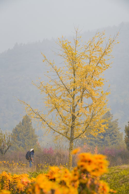 Hiker Looking at Tree