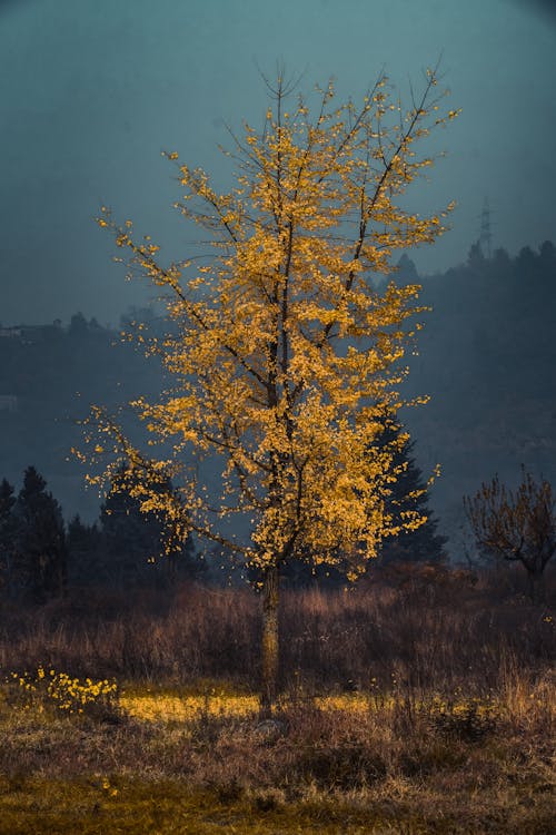 Tree on Field in Autumn