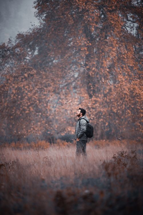 Free A man in a gray jacket with a backpack hiking in an autumn forest. Stock Photo