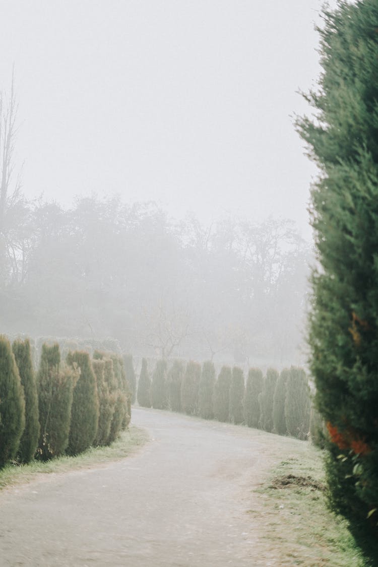 Thujas Growing Along Road In Fog