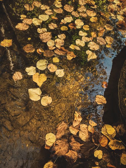 Free Golden autumn leaves gently float on a clear water surface, creating a tranquil fall scene. Stock Photo