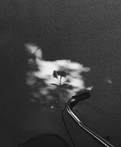 Monochrome Photo of a Flower's Shadow on a Wall