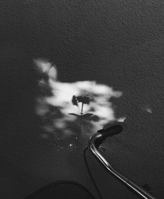 An artistic monochrome photo capturing flower shadows on a wall alongside a bike handlebar.
