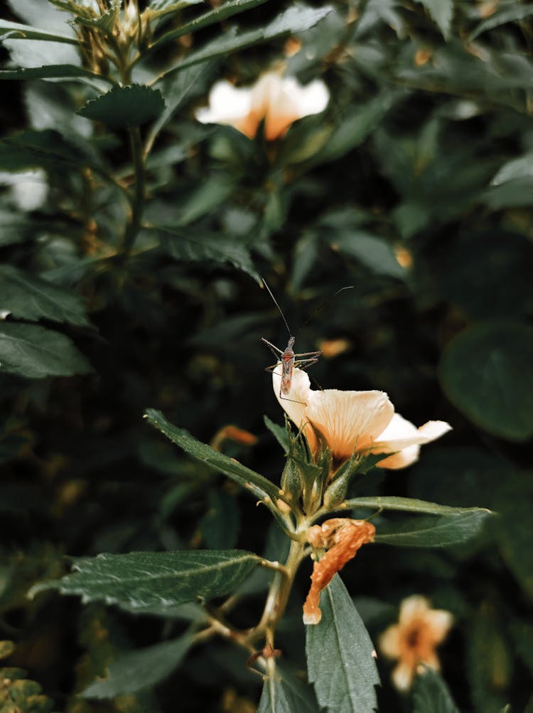 Close Up Photo Of Mosquito On Flower