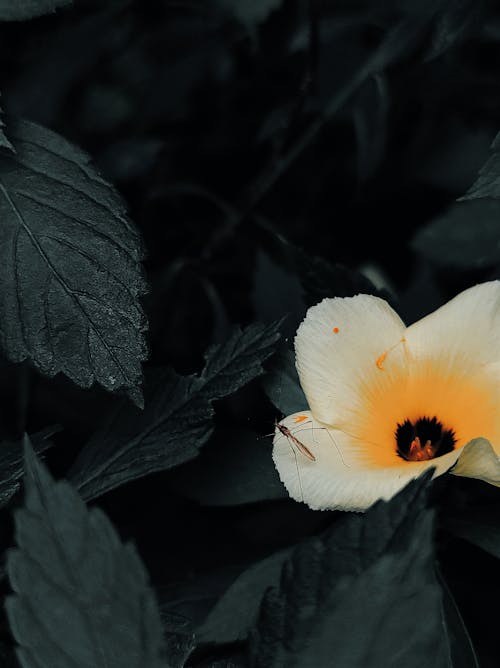 Gratis Fotos de stock gratuitas de de cerca, flor, flor amarilla Foto de stock