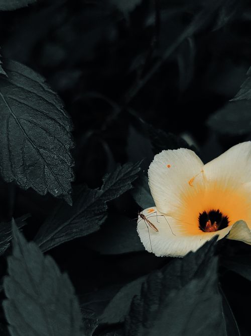 Free Close-up of a yellow flower with an insect on dark green leaves. Stock Photo