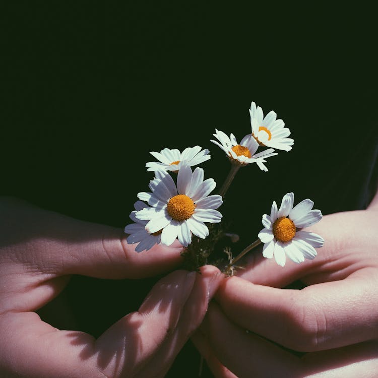 Close-Up Photography of Person Holding Chamomile Flowers