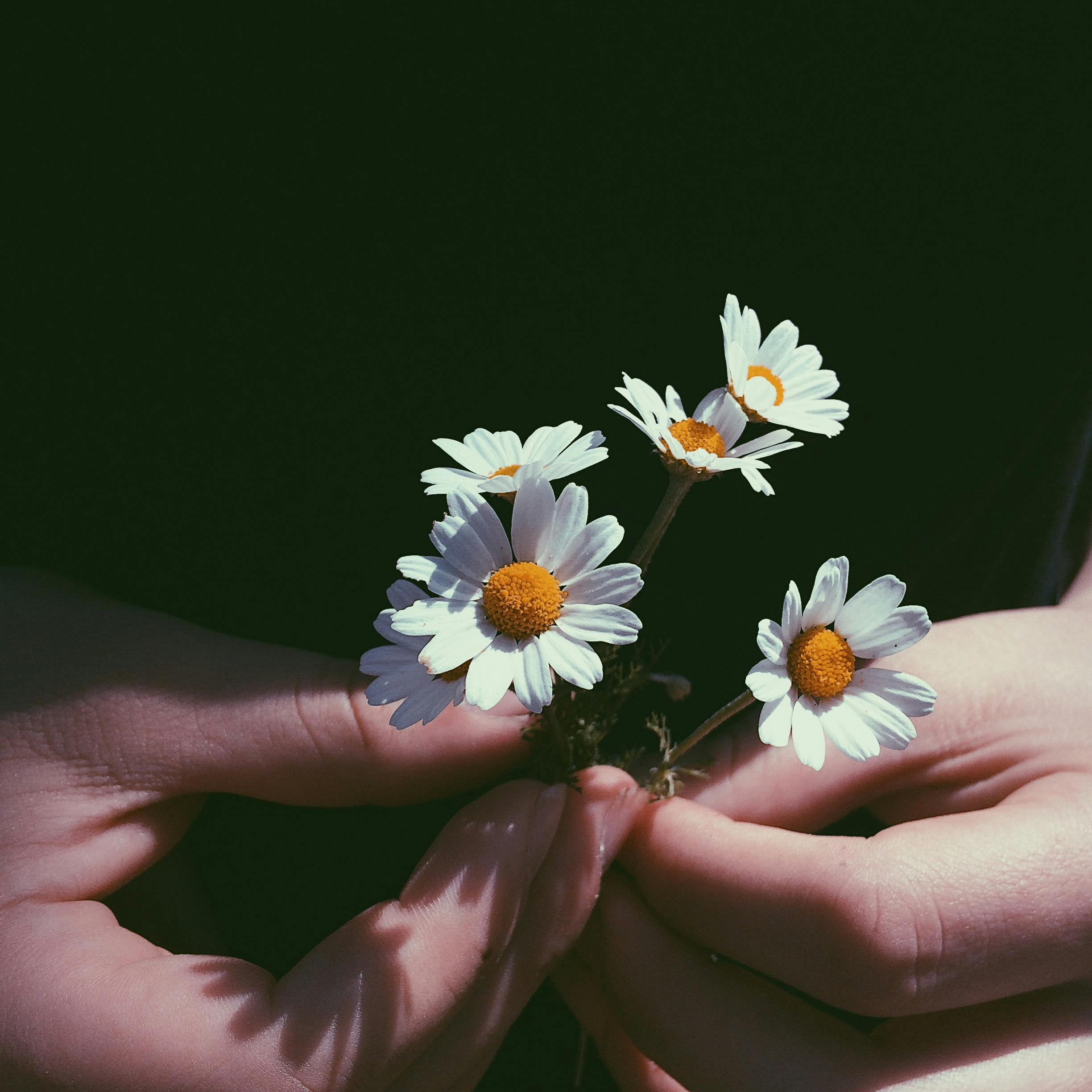 カモミールの花を持っている人のクローズアップ写真 無料の写真素材