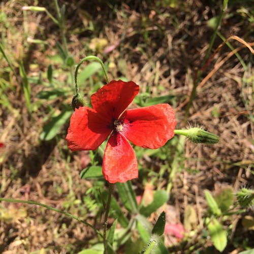 Kostnadsfri bild av blomma, grön, natur