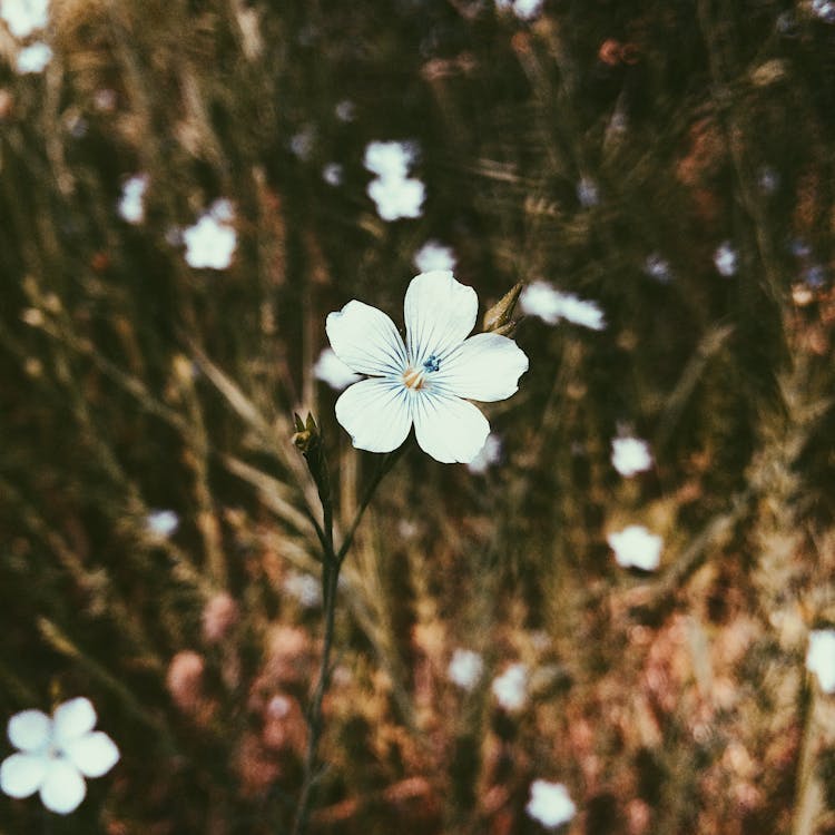 Fiore Bianco Petalo In Foto Del Primo Piano