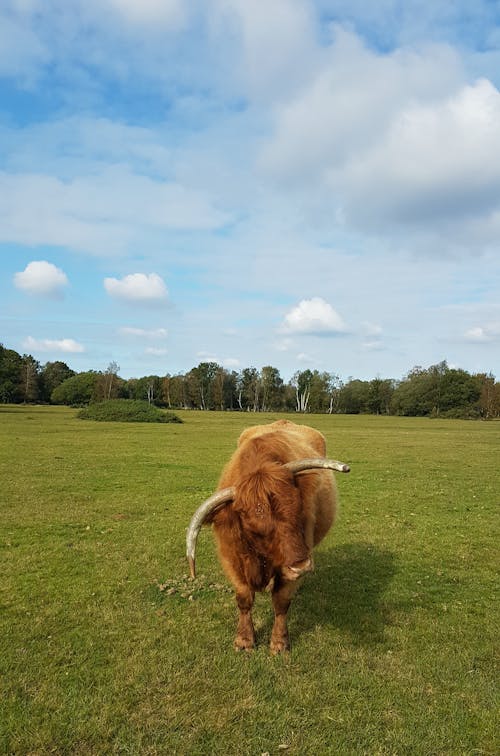 Základová fotografie zdarma na téma @ venku, Británie, býk