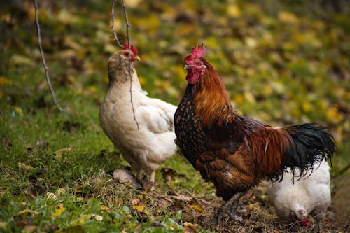 White and Brown Rooster on Green Grass