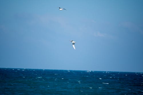 Photos gratuites de ciel, italie, mer