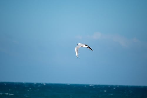 Free White Bird Flying over the Sea Stock Photo