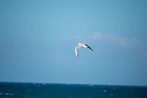 Free A lone seagull gracefully flying over the blue ocean in Torre Canne, Italy. Stock Photo