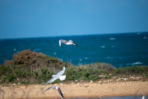 Free stock photo of beach, italy, sea